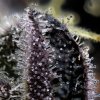 barneys farm blue dream a