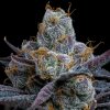 barneys farm white runtz c