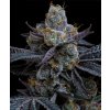 barneys farm white runtz d