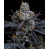 barneys farm white runtz