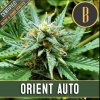 Blimburn Seeds Orient Auto, feminizovaná autoflowering semena konopiorient aut