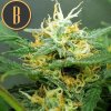 Blimburn Seeds Orient Auto, feminizovaná autoflowering semena marihuany