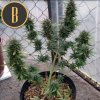 Blimburn Seeds Orient Auto, feminizovaná autoflowering semena marihuany thc