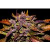 Fast Buds Blackberry Auto feminizovaná autoflowering