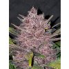 Fast Buds Blackberry Auto feminizovaná autoflowering