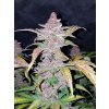 Fast Buds Blackberry Auto feminizovaná autoflowering