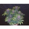 Fast Buds Blackberry Auto feminizovaná autoflowering