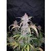 Fast Buds Blackberry Auto feminizovaná autoflowering