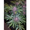 Fast Buds Blackberry Auto feminizovaná autoflowering