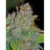 Fast Buds Blue Dream´matic Auto feminizovaná autoflowering