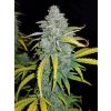 Fast Buds Blue Dream´matic Auto feminizovaná autoflowering