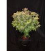 Fast Buds C4 Matic Auto feminizovaná autoflowering