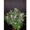 Fast Buds C4 Matic Auto feminizovaná autoflowering