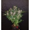 Fast Buds C4 Matic Auto feminizovaná autoflowering
