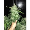 Fast Buds CBD Crack Auto feminizovaná autoflowering