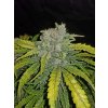 Fast Buds CBD Crack Auto feminizovaná autoflowering