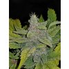 Fast Buds CBD Crack Auto feminizovaná autoflowering