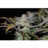 Fast Buds Cream Cookies Auto feminizovaná autoflowering