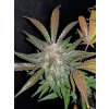 Fast Buds Cream Cookies Auto feminizovaná autoflowering