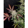 Fast Buds Cream Cookies Auto feminizovaná autoflowering