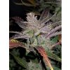 Fast Buds Cream Cookies Auto feminizovaná autoflowering