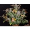 Fast Buds Cream Cookies Auto feminizovaná autoflowering