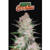 Fast Buds Cream Cookies Auto feminizovaná autoflowering
