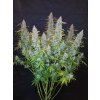 Fast Buds Californian Snow Auto feminizovaná autoflowering