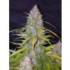 Fast Buds Californian Snow Auto feminizovaná autoflowering