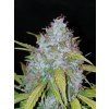 Fast Buds Californian Snow Auto feminizovaná autoflowering