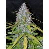 Fast Buds Californian Snow Auto feminizovaná autoflowering