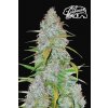 Fast Buds Californian Snow Auto feminizovaná autoflowering