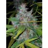 Fast Buds Californian Snow Auto feminizovaná autoflowering