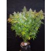 Fast Buds Californian Snow Auto feminizovaná autoflowering