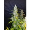 Fast Buds Californian Snow Auto feminizovaná autoflowering
