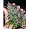 Fast Buds Fastberry Auto feminizovaná autoflowering