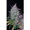 Fast Buds Fastberry Auto feminizovaná autoflowering