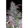 Fast Buds Fastberry Auto feminizovaná autoflowering
