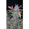 Fast Buds Fastberry Auto feminizovaná autoflowering