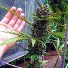 Fast Buds Fastberry Auto feminizovaná autoflowering