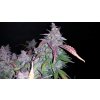 Fast Buds Fastberry Auto feminizovaná autoflowering