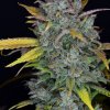 Fast Buds Gelato Auto feminizovaná autoflowering