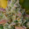 Fast Buds Gelato Auto feminizovaná autoflowering