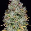Fast Buds Gelato Auto feminizovaná autoflowering