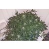 Fast Buds Green Crack Auto feminizovaná autoflowering