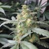 Fast Buds Green Crack Auto feminizovaná autoflowering