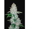Fast Buds Gorilla Glue Auto, feminizovaná autoflowering