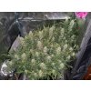 Fast Buds Grapefruit´matic Auto feminizovaná autoflowering