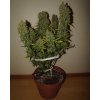 Fast Buds Grapefruit´matic Auto feminizovaná autoflowering
