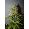 Fast Buds Grapefruit´matic Auto feminizovaná autoflowering